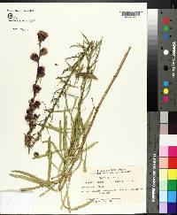 Liatris aspera image