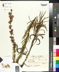 Liatris aspera image