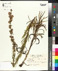 Liatris aspera image