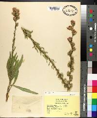 Liatris aspera image