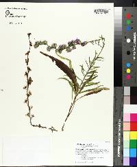 Liatris cylindracea image