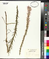 Liatris elegans image