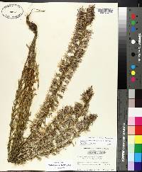 Liatris elegans image