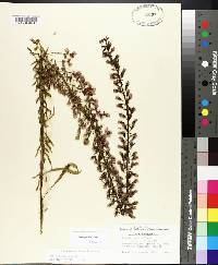 Liatris gracilis image