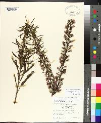 Liatris gracilis image