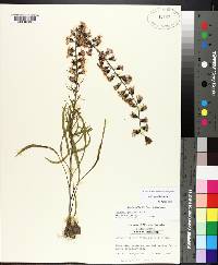 Liatris gracilis image