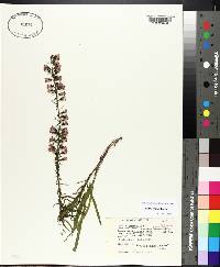 Liatris gracilis image