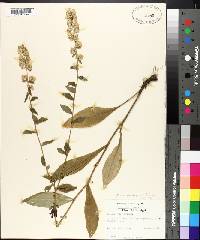 Solidago hispida image