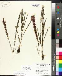 Liatris spicata image