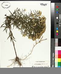 Solidago microphylla image