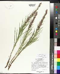 Liatris punctata image