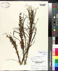 Liatris pycnostachya image