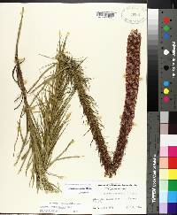 Liatris pycnostachya image