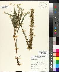 Liatris pycnostachya image