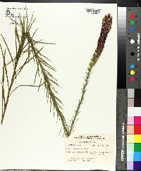 Liatris pycnostachya image