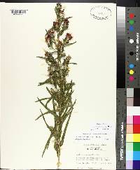 Liatris squarrosa image