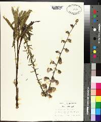 Liatris squarrulosa image