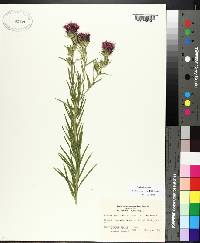 Liatris squarrosa image