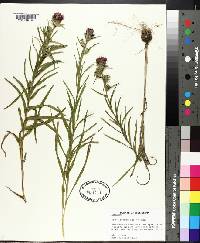 Liatris squarrosa image