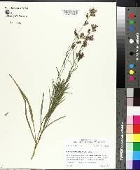 Liatris squarrosa image