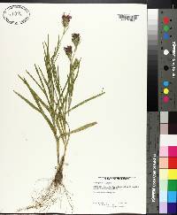 Liatris squarrosa image