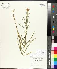 Liatris squarrosa image