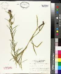 Liatris squarrosa image