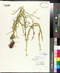 Liatris squarrosa image