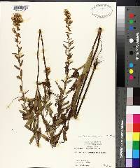 Solidago petiolaris image