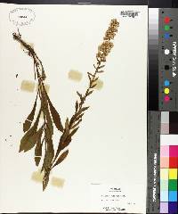 Solidago puberula image