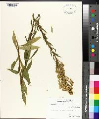 Solidago puberula image