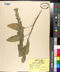 Solidago rigida image