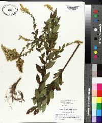 Solidago rugosa subsp. aspera image