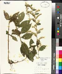 Solidago rugosa subsp. aspera image