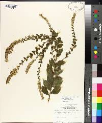 Solidago rugosa subsp. aspera image