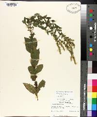 Solidago rugosa subsp. aspera image