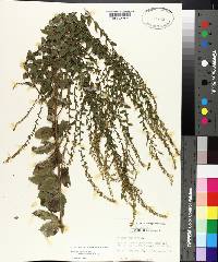 Solidago rugosa subsp. aspera image