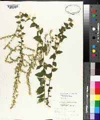 Solidago rugosa subsp. aspera image