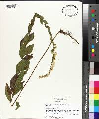 Solidago rugosa subsp. aspera image