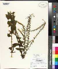 Solidago rugosa subsp. aspera image