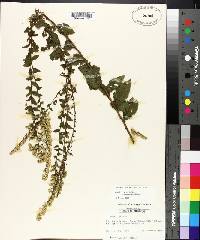 Solidago rugosa subsp. aspera image