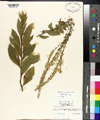 Solidago rugosa subsp. aspera image