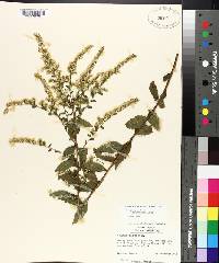 Solidago rugosa subsp. aspera image