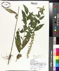 Solidago rugosa subsp. aspera image