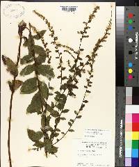 Solidago rugosa subsp. aspera image