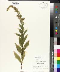 Solidago rugosa subsp. aspera image