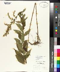 Solidago rugosa subsp. aspera image