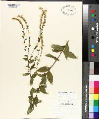 Solidago rugosa subsp. aspera image