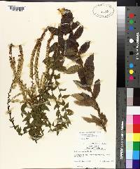 Solidago rugosa subsp. aspera image