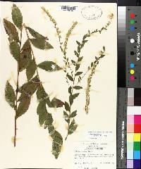 Solidago rugosa subsp. aspera image